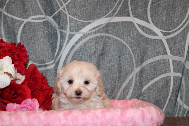 puppy, for, sale, Maltipoo, Matthew B. Stoltzfus, dog, breeder, Gap, PA, dog-breeder, puppy-for-sale, forsale, nearby, find, puppyfind, locator, puppylocator, aca